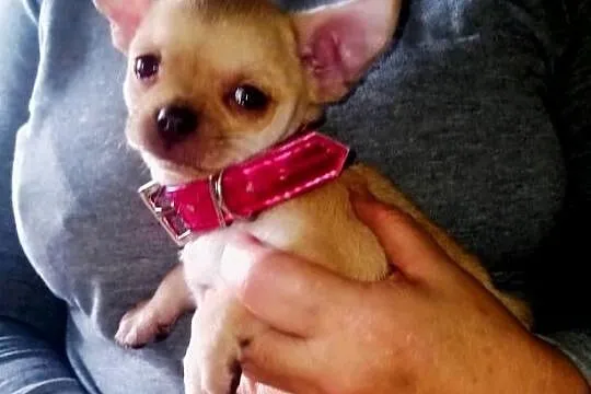 Chihuahua szczenięta, Opolskie, Jasienica Dolna