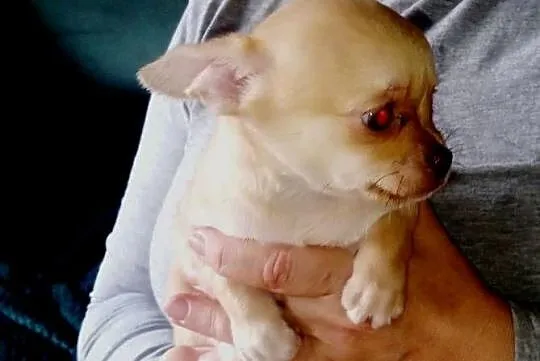 Chihuahua szczenięta, Opolskie, Jasienica Dolna