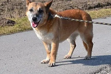 Kaja-spokojna, delikatna sunia, ,  dolnośląskie Wrocław, 