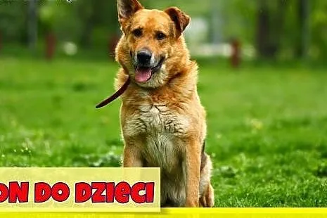 40 kg, do dzieci, spokojny, łagodny owczarek, czip, ks zdrowia Adopcja,  mazowieckie Warszawa