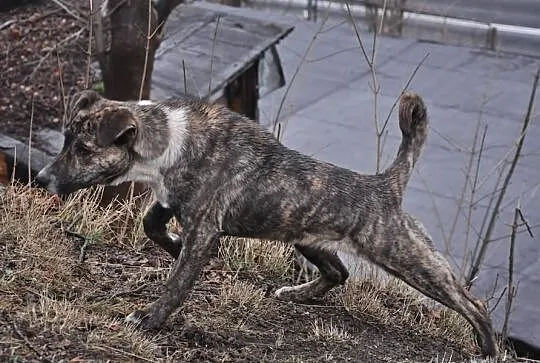 8 miesięczny Junior PILNIE szuka domu!