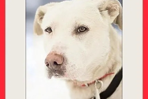 PŁATEK,26kg,mądry,łagodny,spokojny biały pies.ADOP