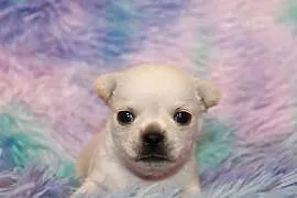 Chihuahua długowłosy chłopiec ZKwP FCI. Prawdziwy rodowód!