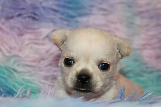 Chihuahua długowłosy chłopiec ZKwP FCI. Prawdziwy rodowód!, Zachodniopomorskie, Świnoujście