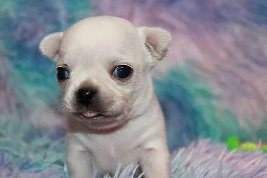 Chihuahua długowłosy chłopiec ZKwP FCI. Prawdziwy rodowód!, Zachodniopomorskie, Świnoujście