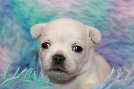 Chihuahua długowłosy chłopiec ZKwP FCI. Prawdziwy rodowód!, Zachodniopomorskie, Świnoujście
