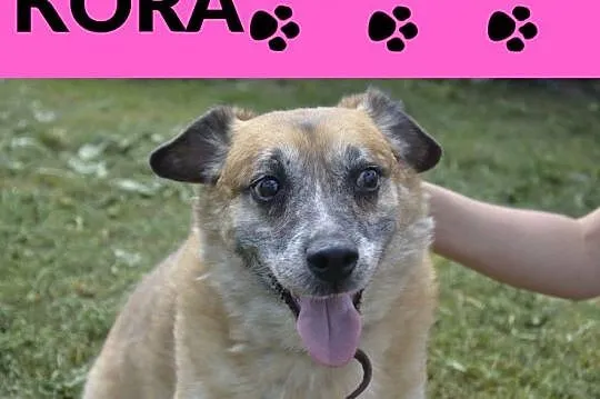 Kora-niewidoma suczka błaga o bezpieczny, cichy kącik, Małopolskie, Kraków