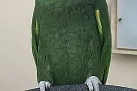Papużki amazońskie, Pabianice