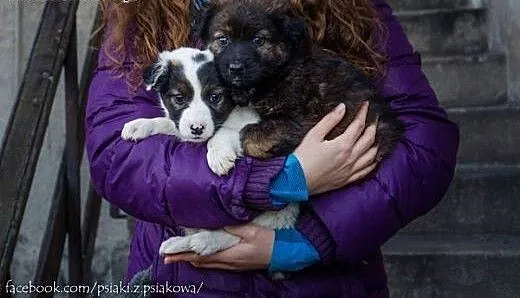 Dwa śliczne puchate szczeniaki do adopcji!, Kunde