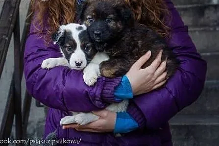 Dwa śliczne puchate szczeniaki do adopcji!,  Kunde