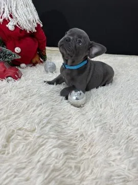Milutkie Buldog francuski dla nowego domu (Milutkie Buldog francuski dla nowego domu)