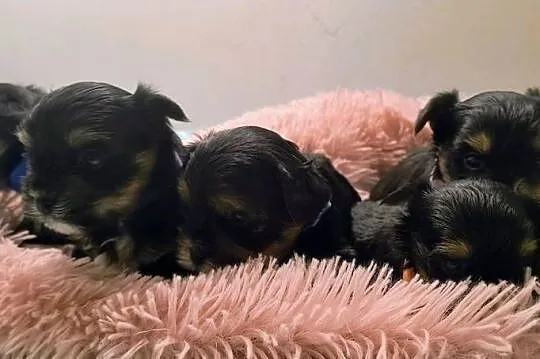 Yorkshire terrier
