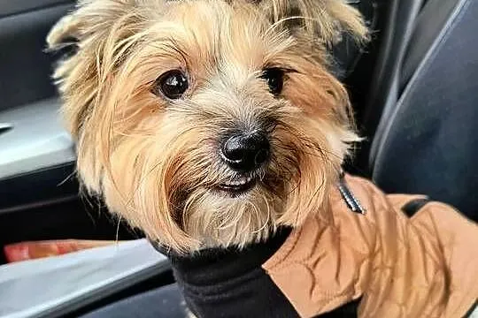 Yorkshire terrier, Śląskie, Siedlec Duży