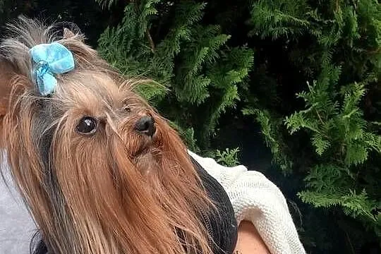 Yorkshire terrier, Śląskie, Siedlec Duży