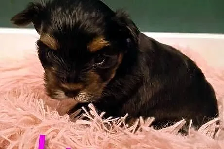 Yorkshire terrier, Śląskie, Siedlec Duży