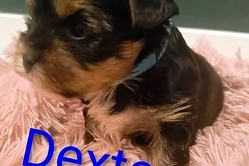 Yorkshire terrier, Śląskie, Siedlec Duży