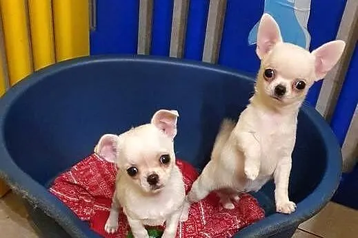 Chihuahua śliczne pieski biale I kremowe