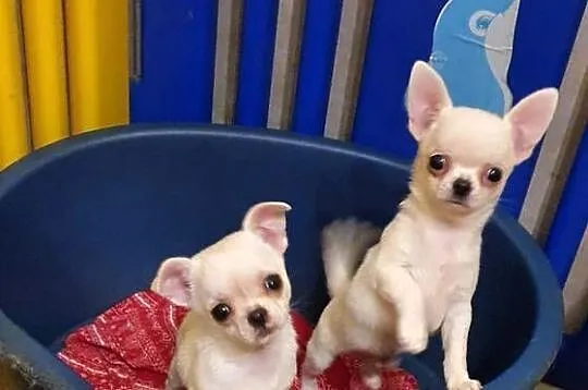 Chihuahua śliczne pieski biale I kremowe, Śląskie, Częstochowa