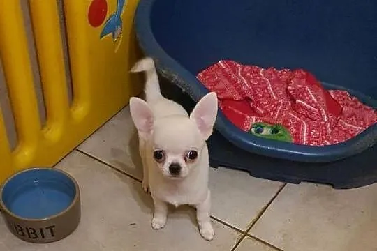 Chihuahua śliczne pieski biale I kremowe, Śląskie, Częstochowa