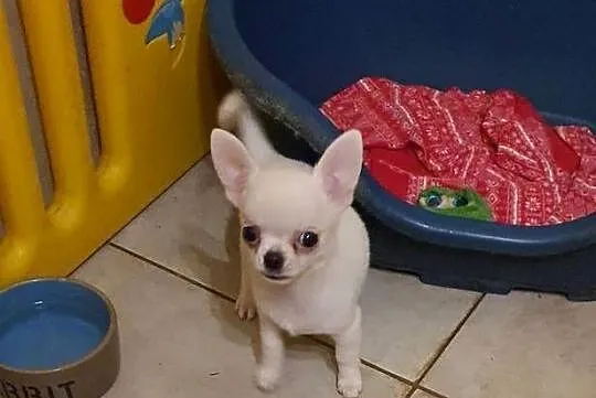 Chihuahua śliczne pieski biale I kremowe, Śląskie, Częstochowa