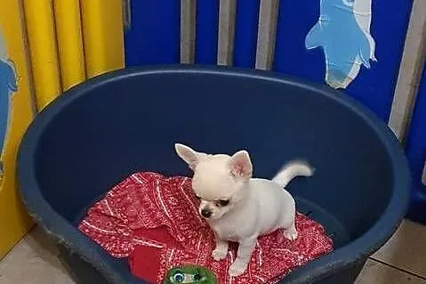 Chihuahua śliczne pieski biale I kremowe, Śląskie, Częstochowa