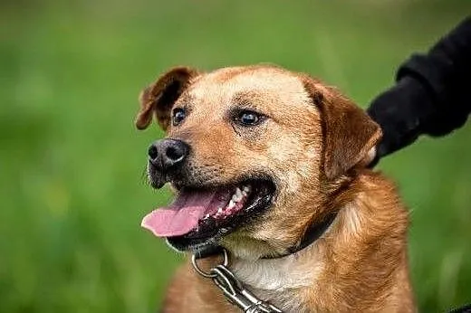 Fajny Mario poleca się do adopcji,  mazowieckie Ra