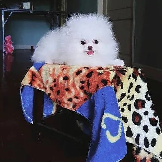 Szpic Miniaturowy , Pomeranian , Boo, Małopolskie, Kraków