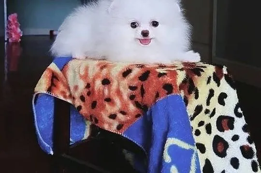 Szpic Miniaturowy , Pomeranian , Boo, Małopolskie, Kraków