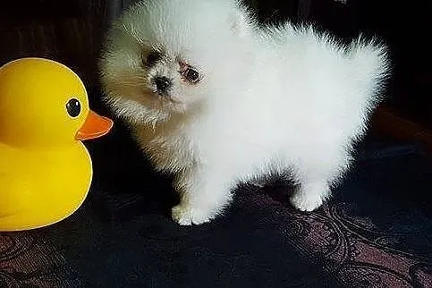 Szpic Miniaturowy , Pomeranian , Boo, Małopolskie, Kraków