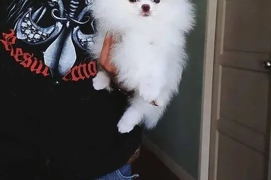 Szpic Miniaturowy , Pomeranian , Boo, Małopolskie, Kraków