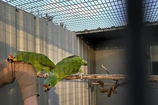 Papugi amazonki żółtolice ręcznie karmione ,świergoty ,bażant złoty