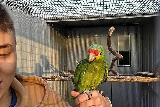 Papugi amazonki żółtolice ręcznie karmione ,świergoty ,bażant złoty, Wielkopolskie, Stawiszyn
