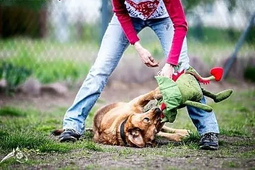 Z LEJLĄ każdy dzień będzie niezwykły,  śląskie Gli