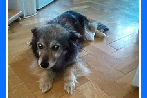 4,5 kg,malutka,spokojna suczka dla domatora.PILNE!