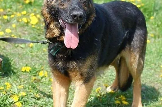 Milo w typie owczarka do adopcji ,  Kundelki cała Polska