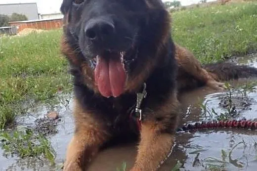 Milo w typie owczarka do adopcji ,  Kundelki cała 
