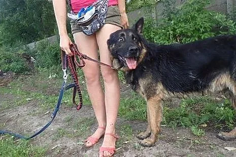 Milo w typie owczarka do adopcji ,  Kundelki cała 