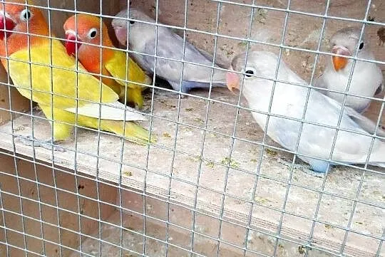 Nierozłączki czerwonoczelne fischera, , Bukówiec Górny