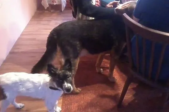 Cudem uratowany od śmierci głodowej szczeniak Paco