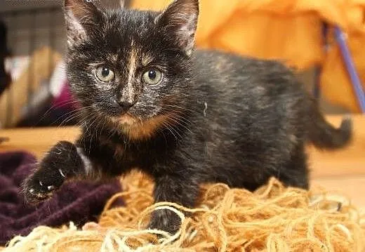 2,5 mies. szylkretka kicia KITKA szuka swojego Czł