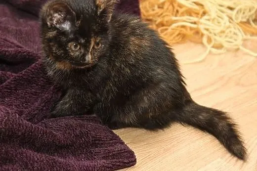 2,5 mies. szylkretka kicia KITKA szuka swojego Czł