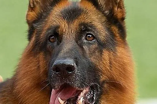Owczarek niemiecki szczenięta dla mistrza świata V