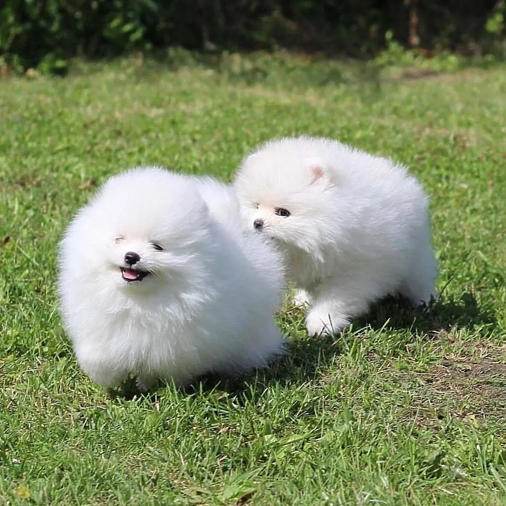 Suczka Szpic miniaturowy Pomeranian BOO z rodowodem., Podkarpackie, Rzeszów