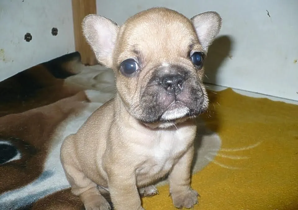 Buldog francuski - REZERWACJA