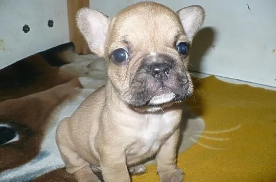 Buldog francuski - REZERWACJA