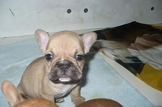 Buldog francuski - REZERWACJA