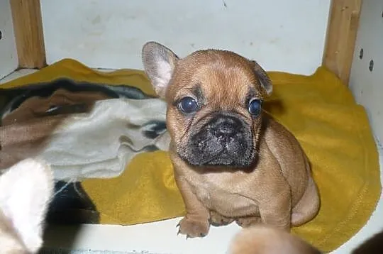 Buldog francuski - REZERWACJA