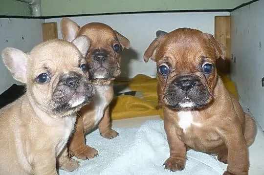 Buldog francuski - REZERWACJA