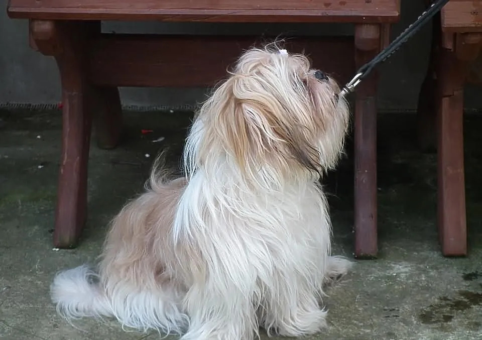 Shih tzu