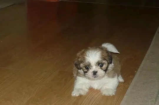 Shih tzu